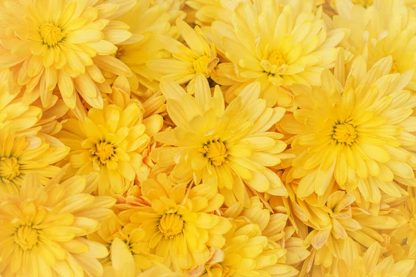 Fiori Crisantemo Giallo Con Gocce Rugiada Vicino Come Bellissimo Sfondo — Foto Stock