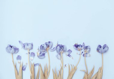 Pastel arka planda güzel lale çiçeklerinden yapılmış çiçek kompozisyonu. Doğa konsepti. Aşk ve romantizm teması. Üst Manzara. Düz yatıyordu