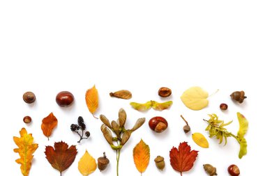 Beyaz arka planda kırmızı ve sarı yapraklardan, meşe palamudu ve kestanelerden oluşan yaratıcı bir düzen. Sonbahar, sonbahar, Şükran Günü konsepti. Düz yatış, üst görünüm