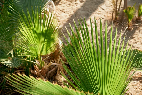 Тропічний фон пальмового листя на сонці . — стокове фото
