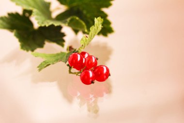Kırmızı frenk üzümü dalı ve onun ışık arka planında izole edilmiş yansıması. Hayat böğürtlenlerle dolu