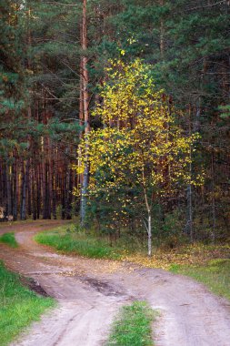 Akşamları sonbahar ormanı