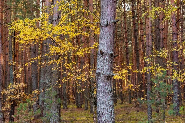 Autumn Forest Evening — Stock Photo, Image