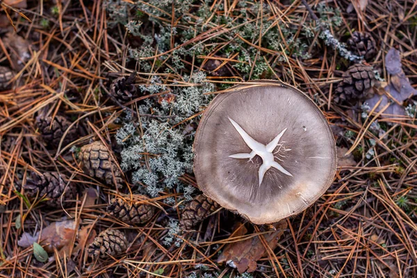 Mantar şapkası, üst manzara, ormanda sonbahar.