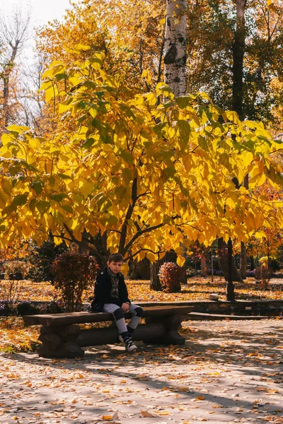 Parkta sonbahar. Sarı yaprakları ve tahta bankları olan bir ağaç. Loga Parkı. Kamensk-Shakhtinsky. Rostov bölgesi. Rusya