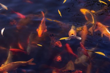 Gölette altın sazan balığı