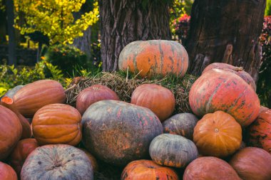 Olgun Balkabakları yerde