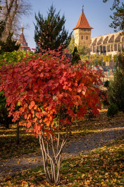 Sonbahar parkındaki güzel maun ağacı. Loga Parkı. Kamensk-Shakhtinsky. Rostov bölgesi. Rusya