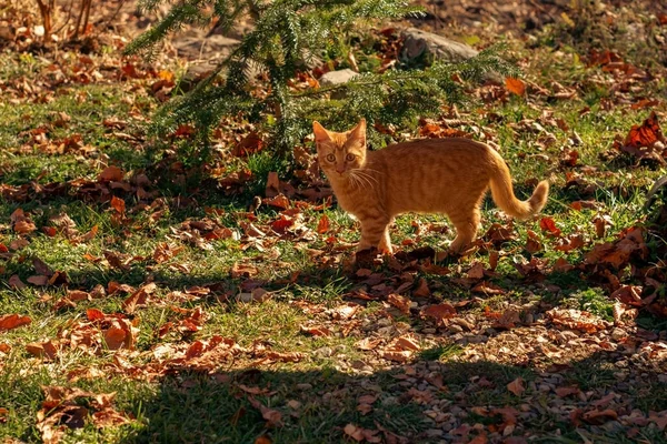 Ein Rotes Kätzchen Herbst Auf Dem Gras — Stockfoto