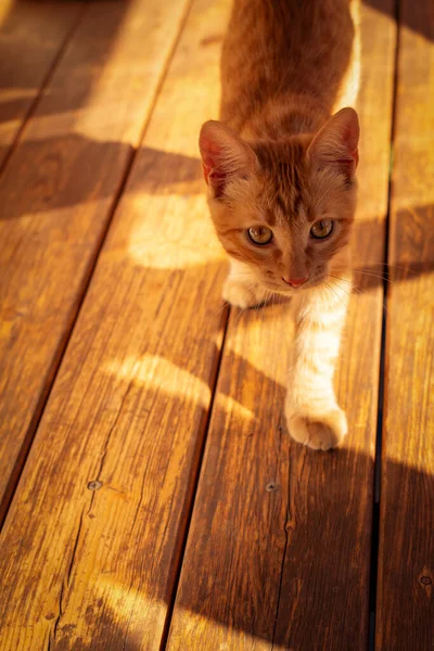 Röd Kattunge Går Promenad — Stockfoto