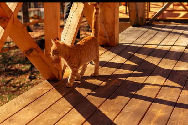 Kırmızı Kedi Yavrusu Yürüyüşe Çıkıyor — Stok fotoğraf