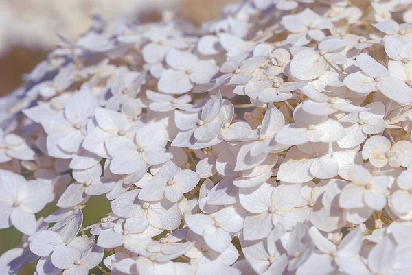 Beyaz ortanca çiçek yakın çekim