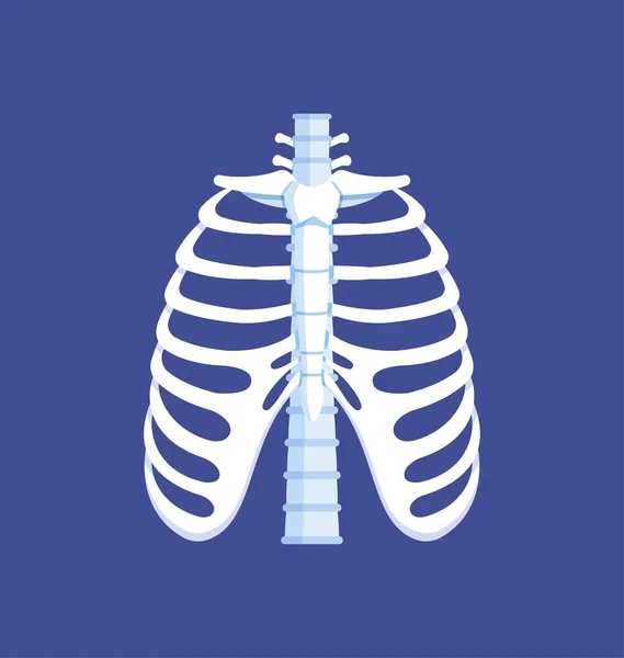 胸部の骨だ 正面図 解剖学だ 肋骨と背骨だ 青い背景の肋骨に孤立したベクトル図 — ストックベクタ