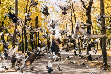 Sonbahar günü Central Park 'ta uçan güvercin sürüsü.