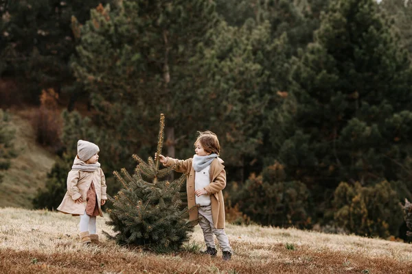 Girl Boy Choosing Christmas Tree Forest — Stockfoto