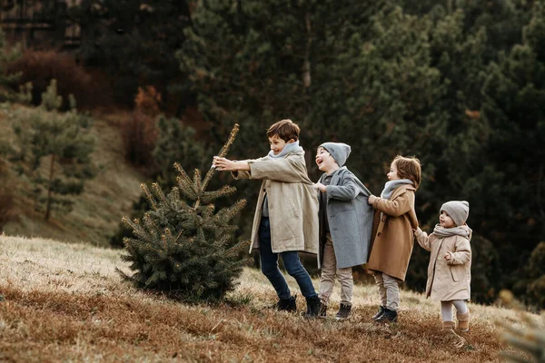 Children all together pulling out a small fir tree for Christmas in a forest.
