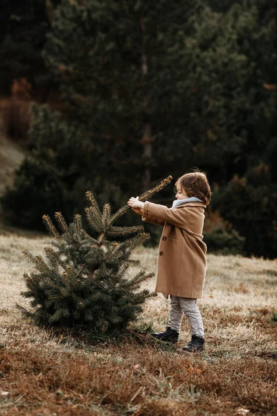 森の中で小さなモミの木を引っ張っている男の子 — ストック写真