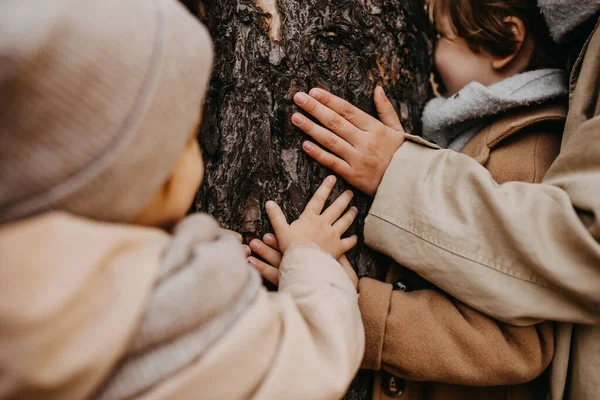 Closeup Children Hands Touching Tree Forest Autumn Day — Stockfoto