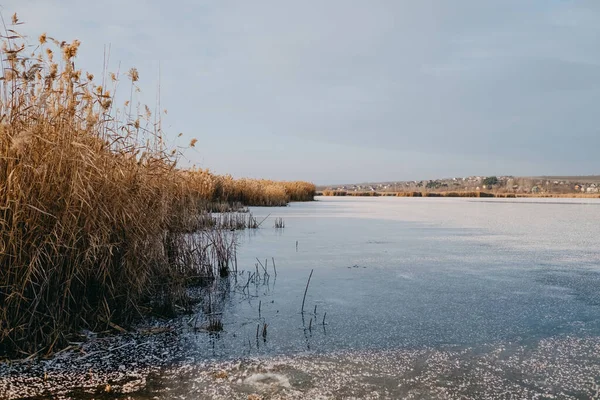 Kışın Donmuş Bir Gölde Sudaki Sazlıklar — Stok fotoğraf