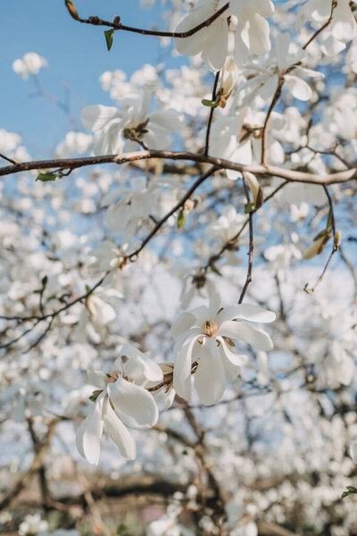 Magnolia Tree Branches Bloom Sunny Day Closeup Stock Photo