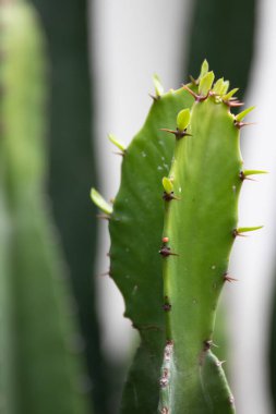 Yeşil kaktüs, sivri doku ve dikenleri kapatın. 
