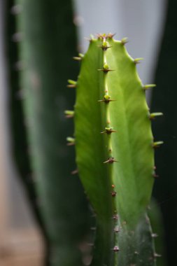 Yeşil kaktüs, sivri doku ve dikenleri kapatın. 