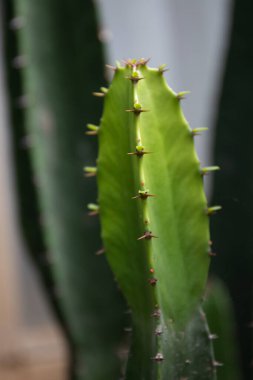Yeşil kaktüs, sivri doku ve dikenleri kapatın. 