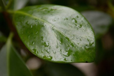 Doğa Güzeli, Taze Yeşil Yaprak 'a yağmur damlaları damlıyor. Doku ve desen detaylarını gösteriyor.