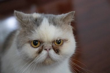 Egzotik Kısa Saçlı Kedi Portresi