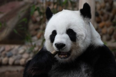Bambu şiş yerken komik poz veren yumuşak panda