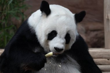 Bambu şiş yerken komik poz veren yumuşak panda