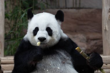 Bambu şiş yerken komik poz veren yumuşak panda