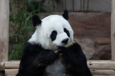 Bambu şiş yerken komik poz veren yumuşak panda