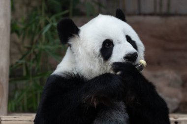 Mutlu Panda bambu yiyor Adı Lin Hui, Chiangmai Hayvanat Bahçesi, Tayland