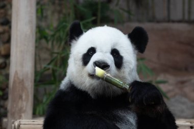 Mutlu Panda bambu yiyor Adı Lin Hui, Chiangmai Hayvanat Bahçesi, Tayland
