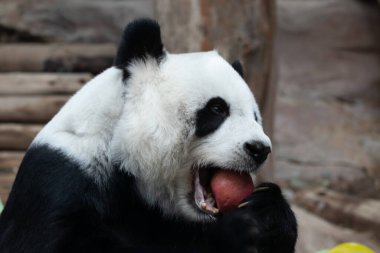 Happy Fluffy Panda Eating A Red Apple clipart