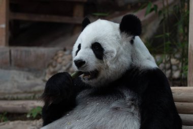 Bambu şiş yerken komik poz veren yumuşak panda