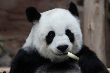 Mutlu bir pandadan tatlı bir gülümseme