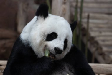 Yumuşak Panda Yeme Bambu filizi