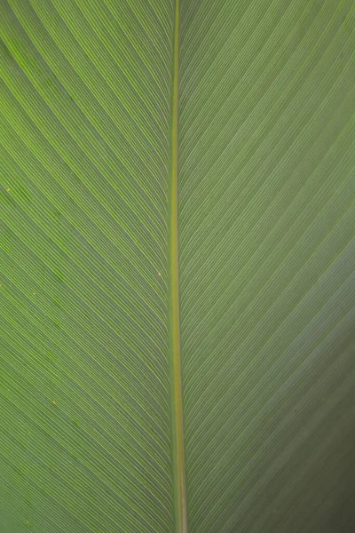 Belleza Naturaleza Curva Hoja Verde Fresca Mostrando Detalles Sobre Textura — Foto de Stock