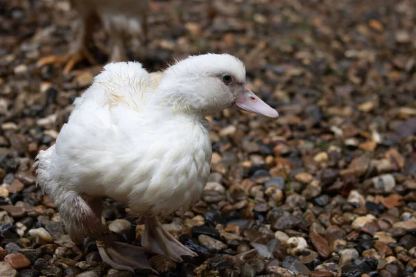 Feche Little Happy White Duck Andando Jardim — Fotografia de Stock