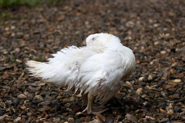 Gros Plan Petit Canard Blanc Heureux Marchant Dans Jardin — Photo