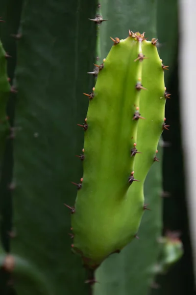 Zbliżenie Zielony Kaktusów Tekstury Kręgosłupa — Zdjęcie stockowe