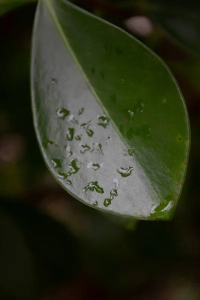 Schönheit Der Natur Regentropfen Auf Frischem Grünen Blatt Die Details — Stockfoto