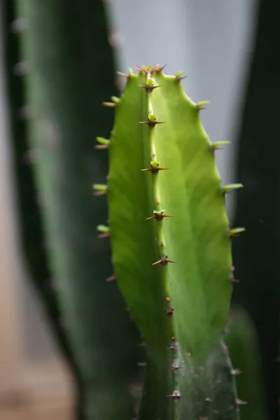 Primer Plano Cactus Verde Textura Viruta Espinas — Foto de Stock