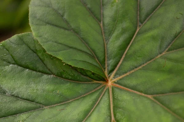 Hoja Verde Fresca Mostrando Textura Patrón — Foto de Stock