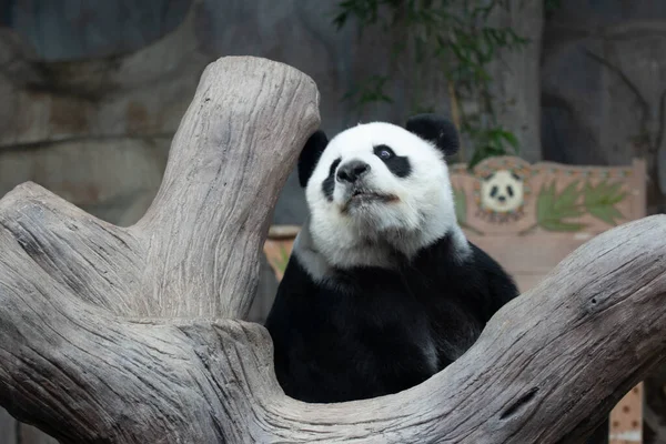 Zblízka Legrační Póza Fluffy Panda — Stock fotografie