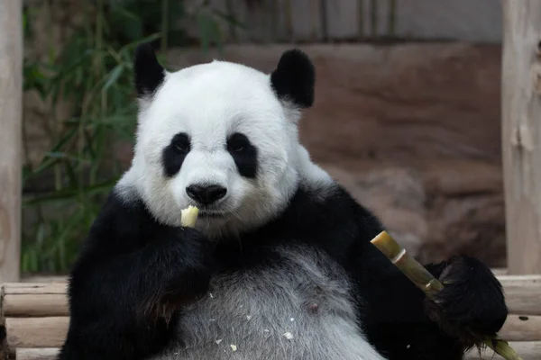 Funny Pose Fluffy Panda Při Jídle Bambusu Shoot — Stock fotografie