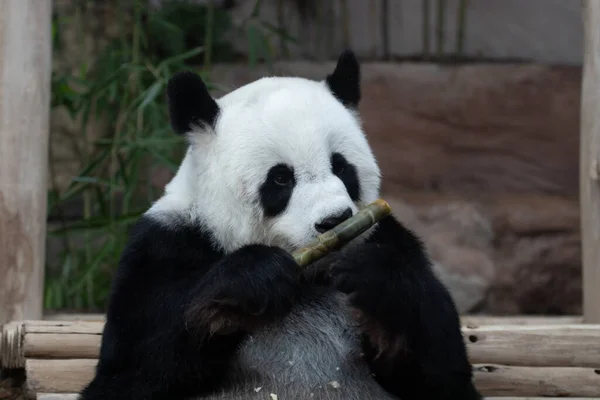 タケノコを食べながらふわふわのパンダの面白いポーズ — ストック写真