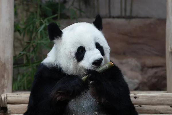 Lustige Pose Des Flauschigen Panda Beim Essen Bambus Schießen — Stockfoto